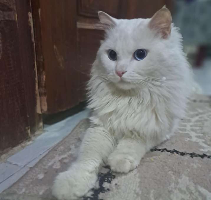 Photo of Bahr (Persian, blue eyes, deaf