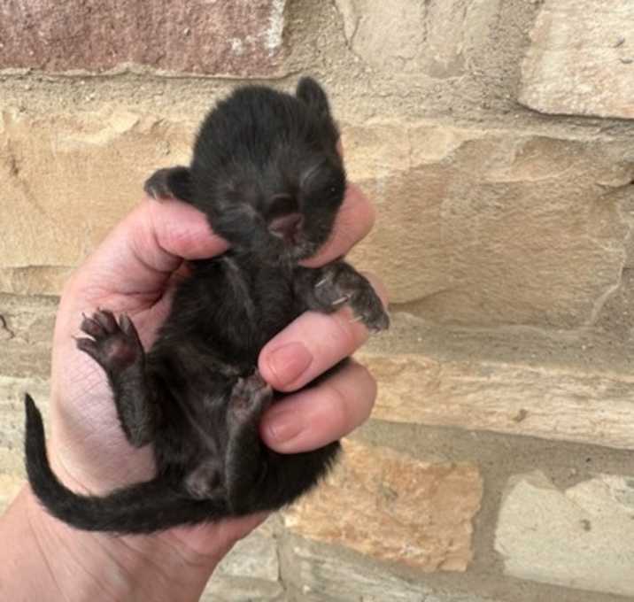 Photo of Kitty 3