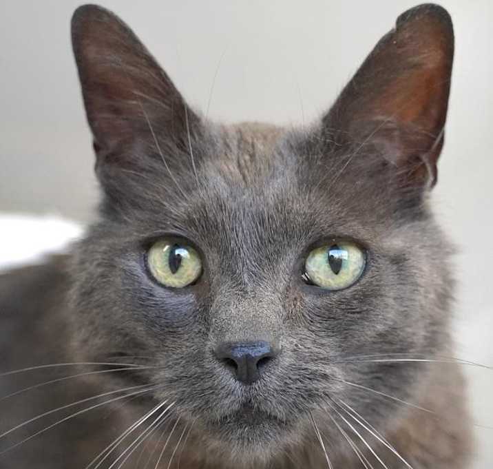 Photo of Gimlet