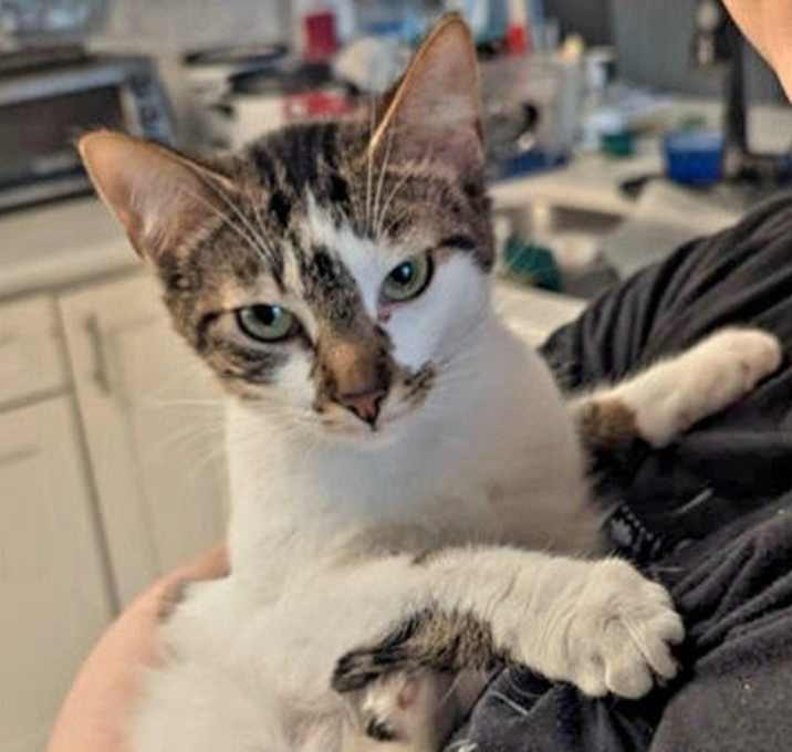 Photo of Maddie (Spring Flowers Kittens Mom)
