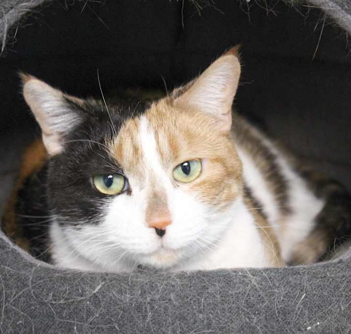 Photo of Cali (declawed)