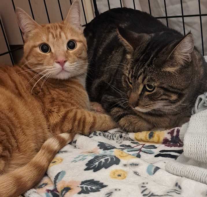 Photo of Honeybun and Oso