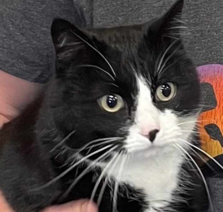 Photo of Oreo ~ Sponsored Adoption Fee!