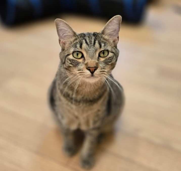 Photo of Marlin