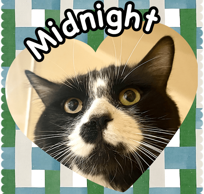 Photo of Midnight