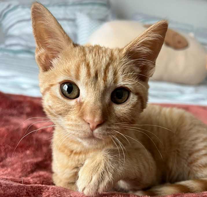 Photo of Obi