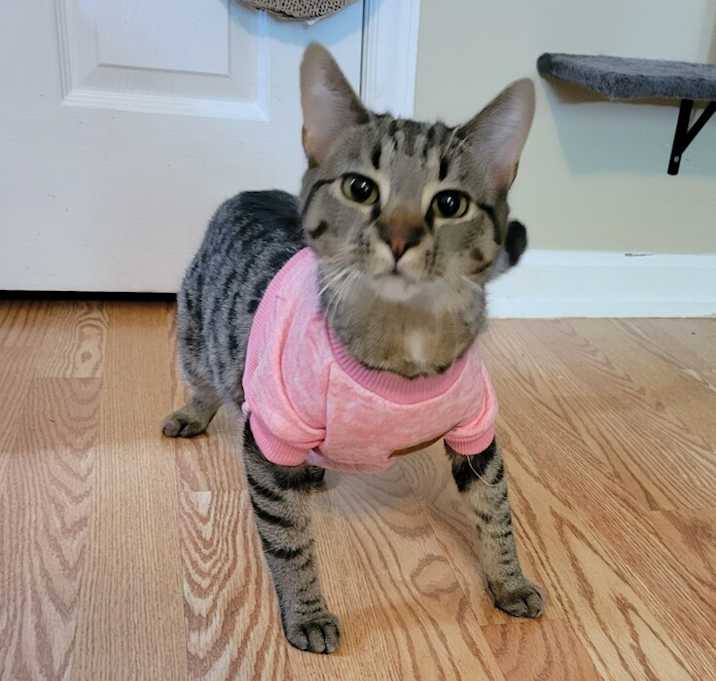 Photo of Paprika