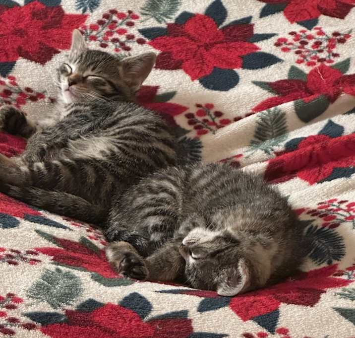 Photo of Kitty