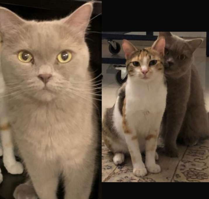 Photo of Tony (& Sally) bonded