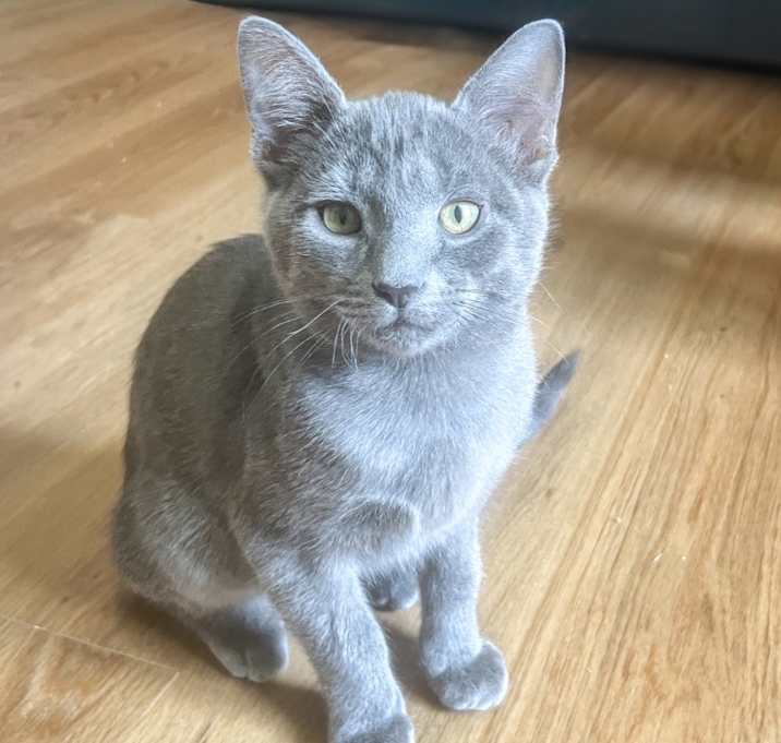 Photo of Puck