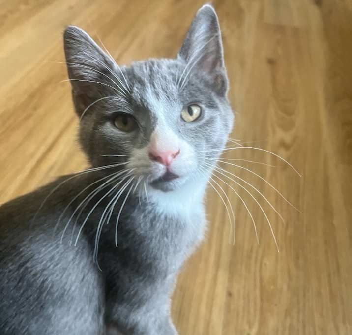 Photo of Banjo
