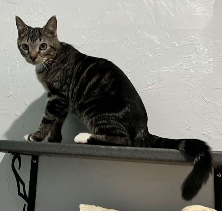 Photo of Waffles