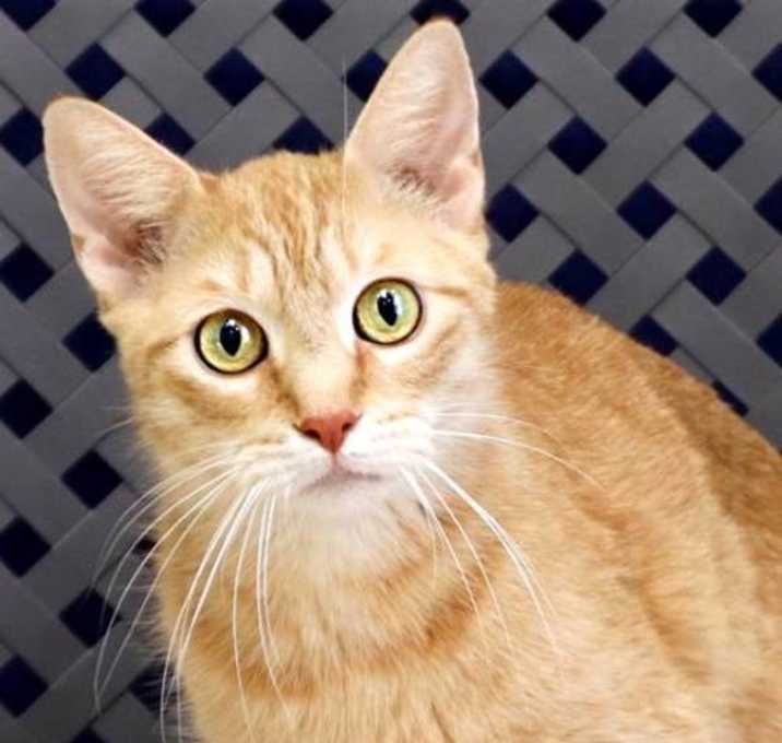 Photo of Peaches