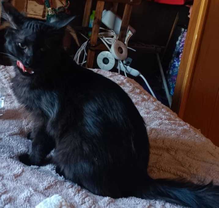 Photo of Baby Teddy