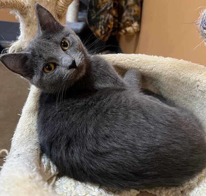 Photo of Sweetheart