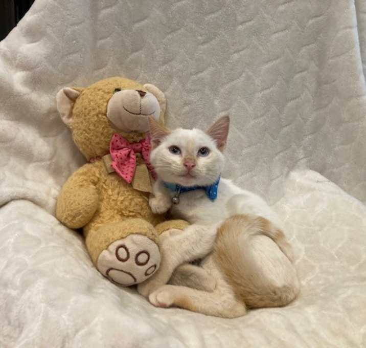 Photo of Apollo