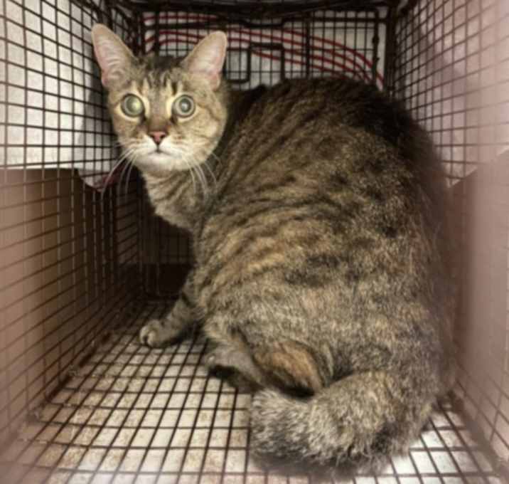 Photo of SKITTLES