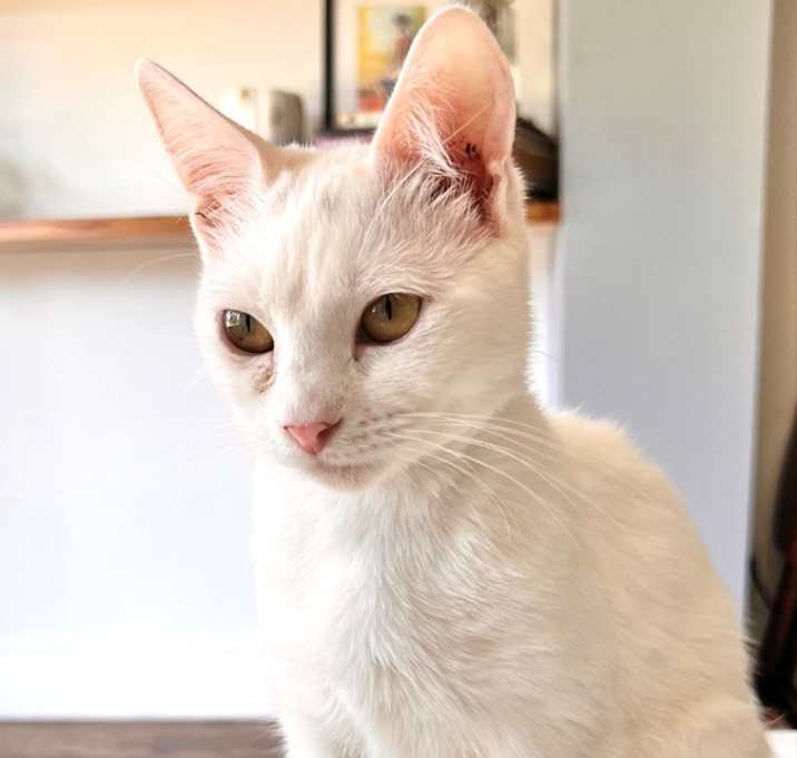 Photo of Cassidy (bonded with Truman)