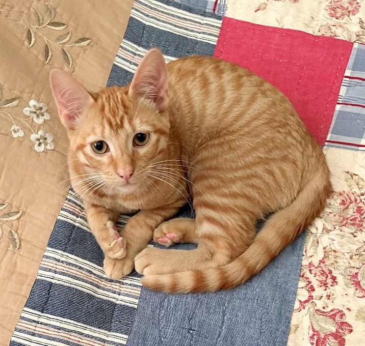Photo of Kitty