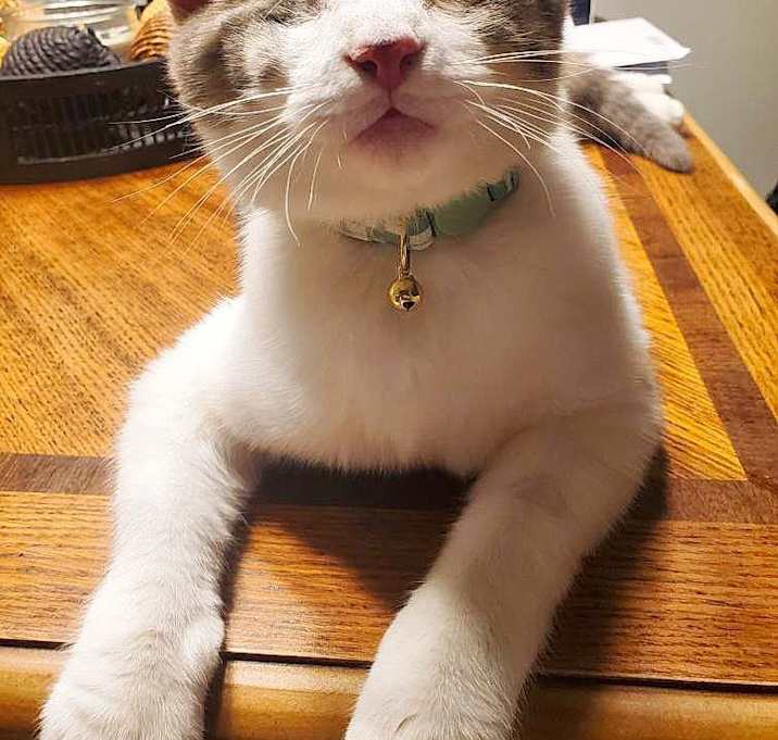 Photo of Sniper (bonded with Stormi)