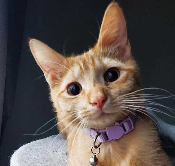 Photo of Stormi (bonded with Sniper)