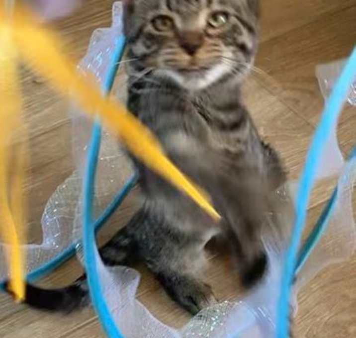 Photo of Piper