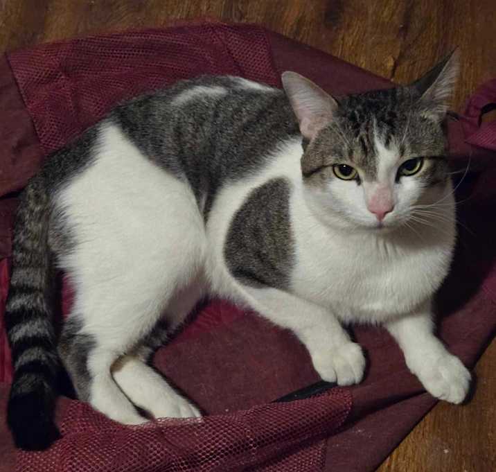 Photo of Pear