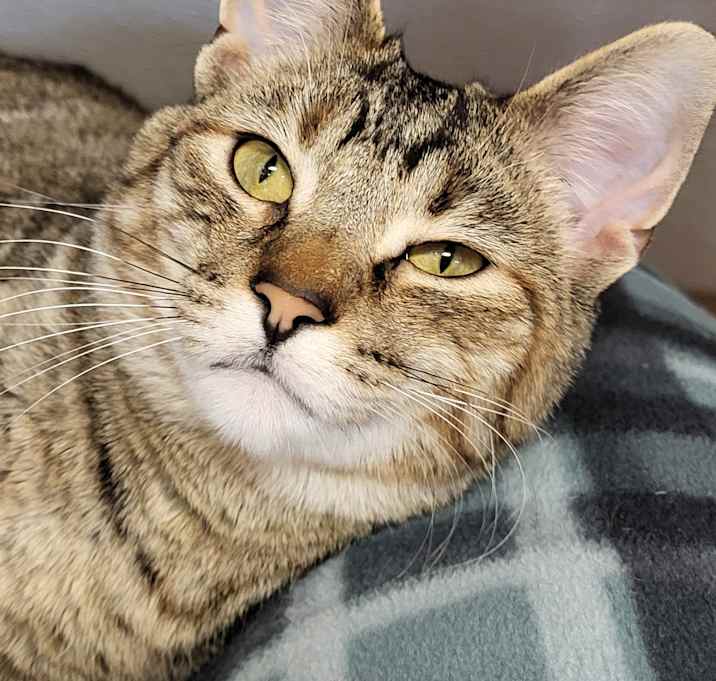 Photo of Pixie