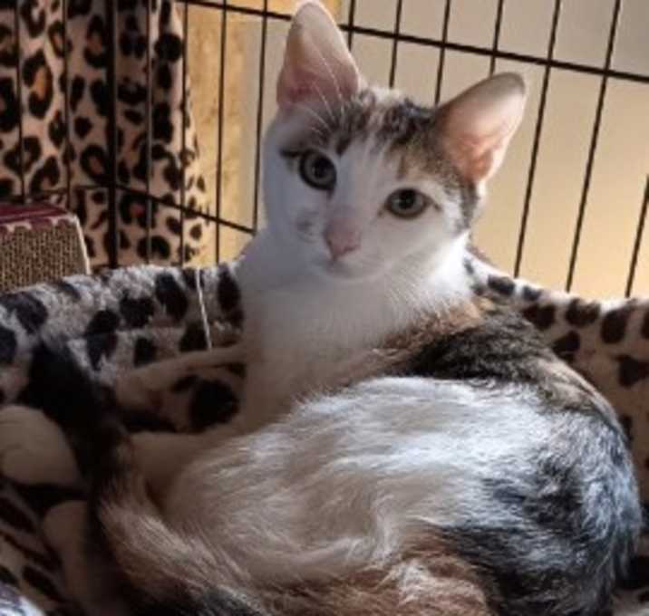 Photo of Cookie