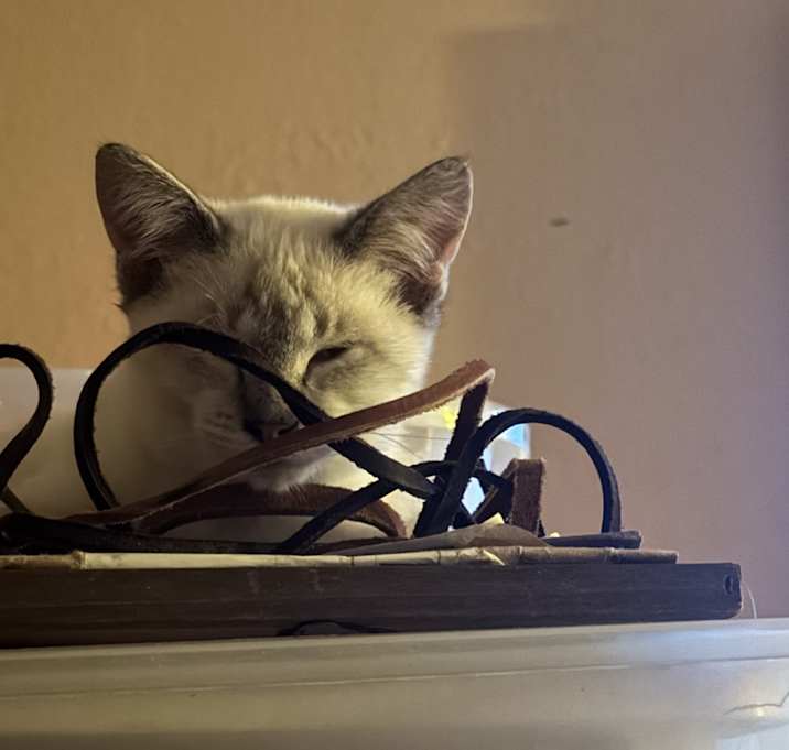 Photo of Snowflake