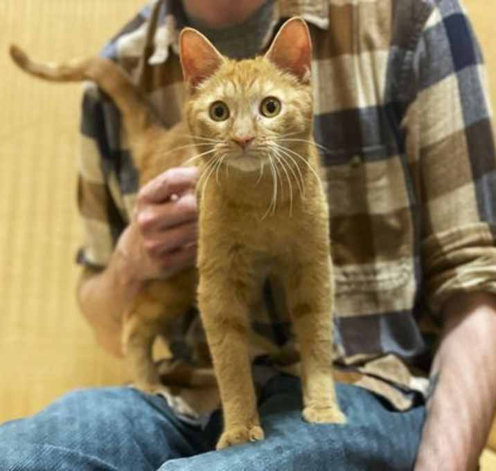Photo of Dorito