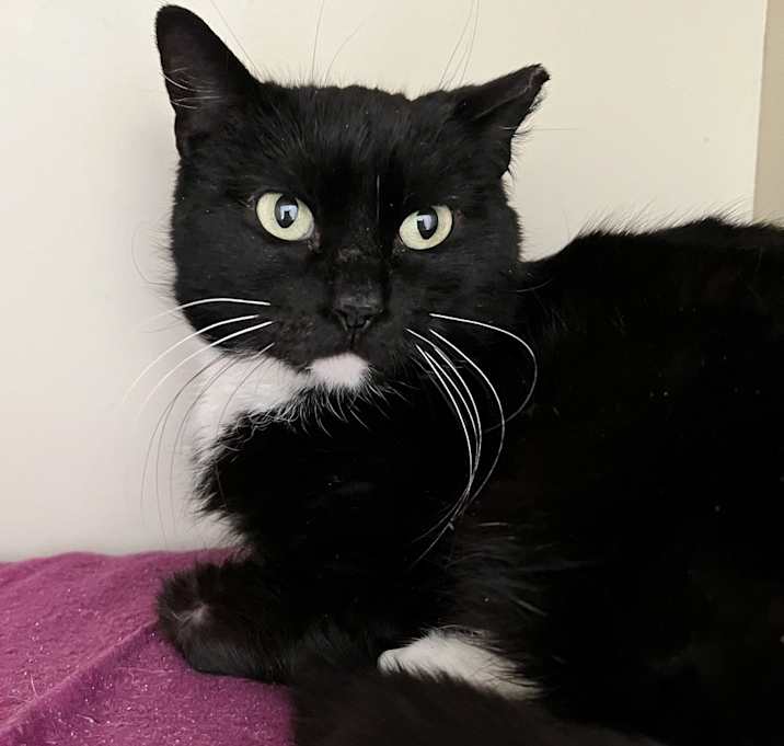 Photo of PIPPA