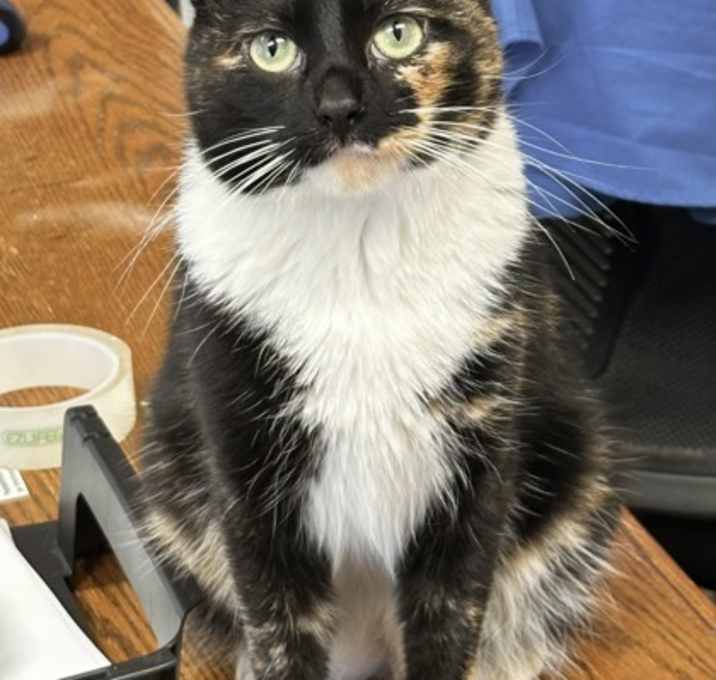 Photo of Cupcake