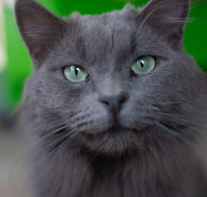 Photo of Zain