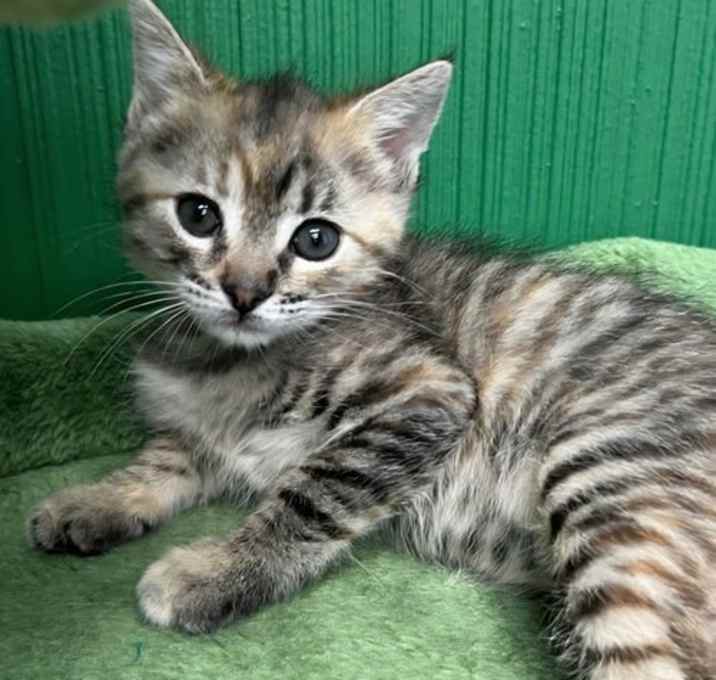 Photo of Storm