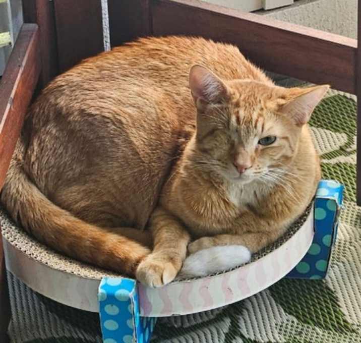 Photo of pip