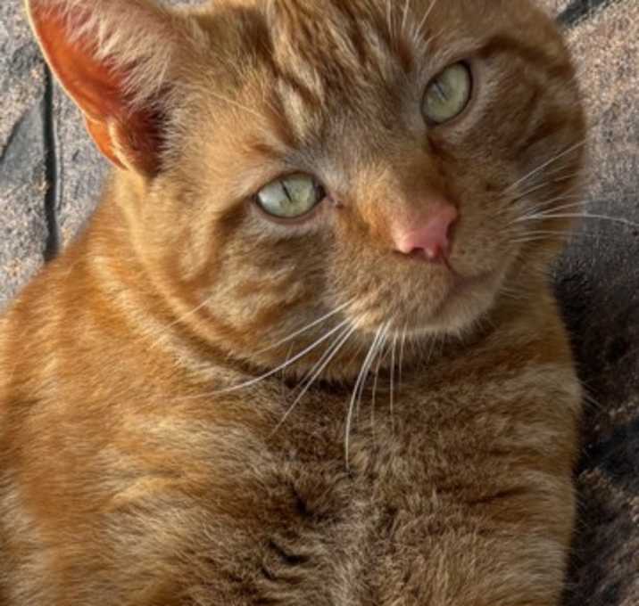 Photo of Cheeto