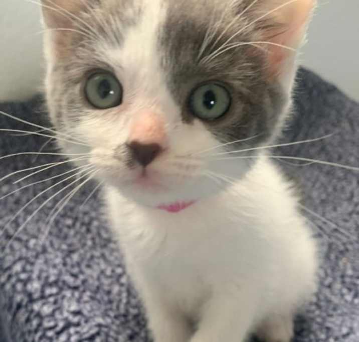 Photo of Valentine
