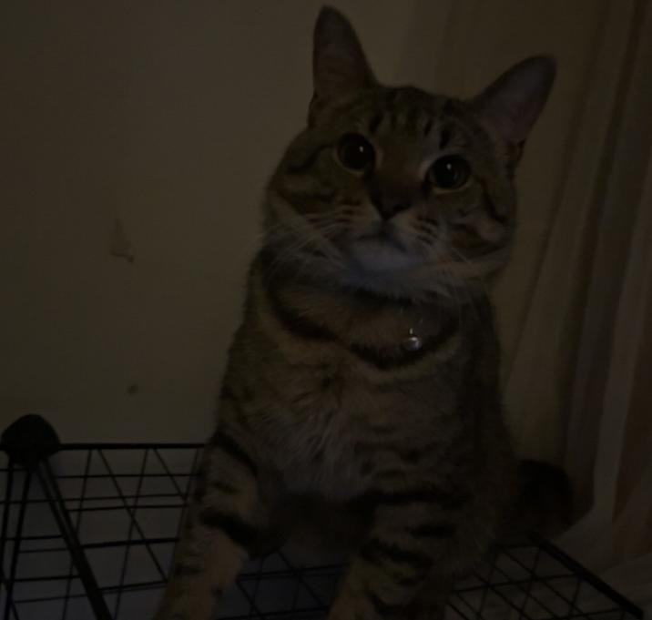 Photo of Charlie