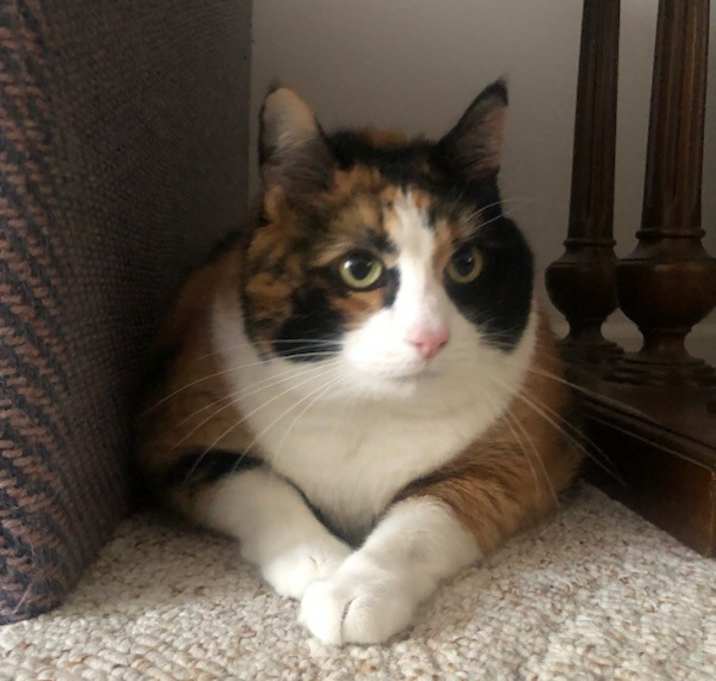 Photo of Patches