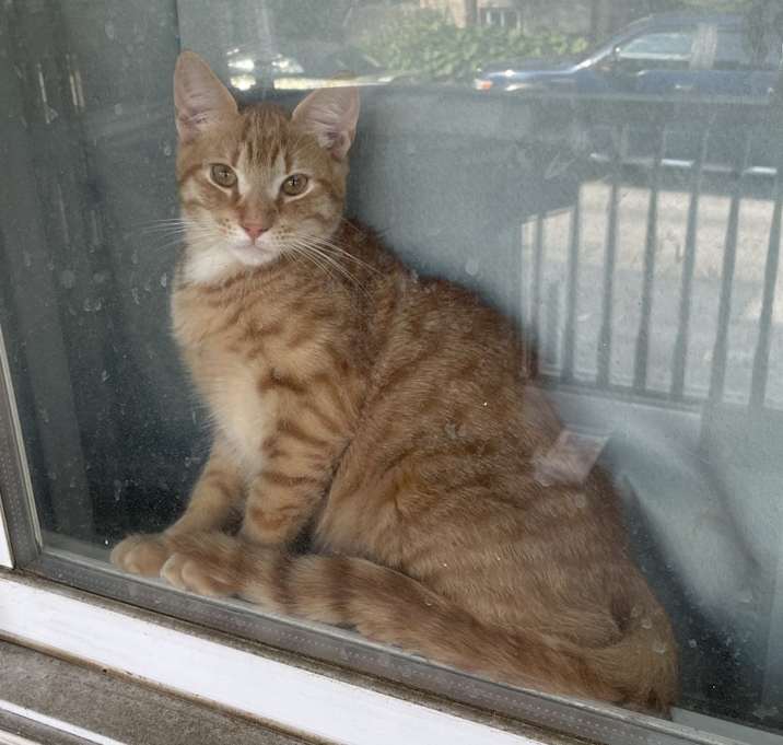 Photo of Ginger