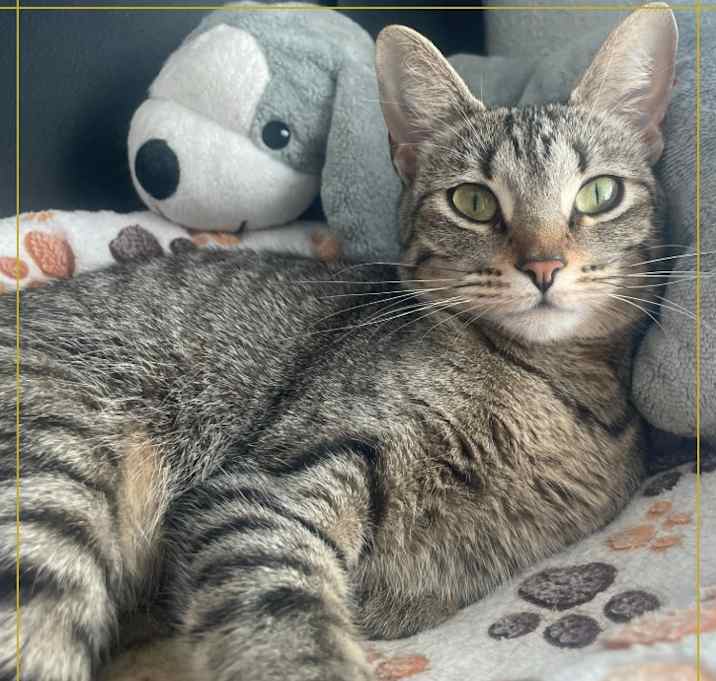 Photo of Nala