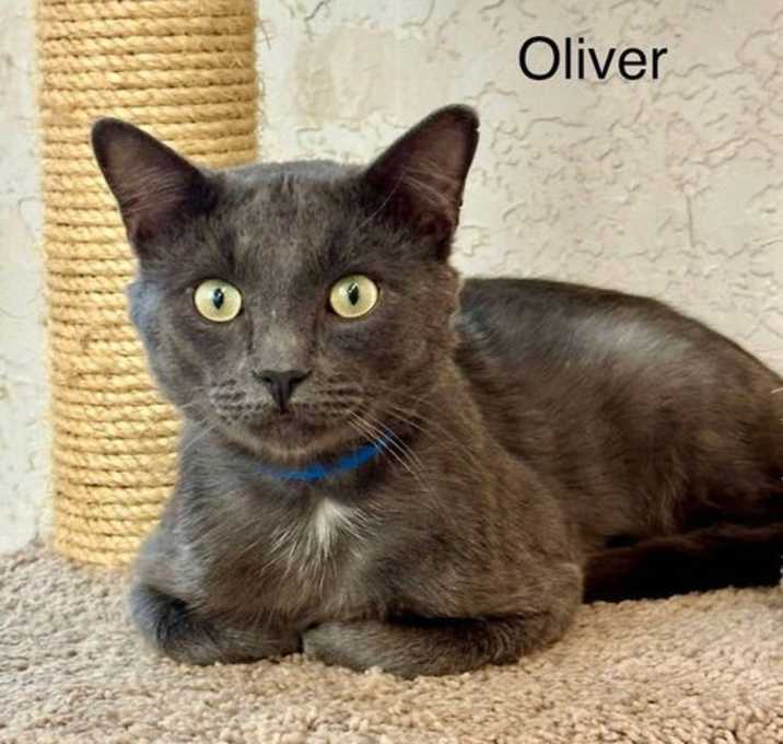 Photo of Oliver