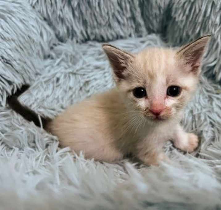 Photo of Teddy