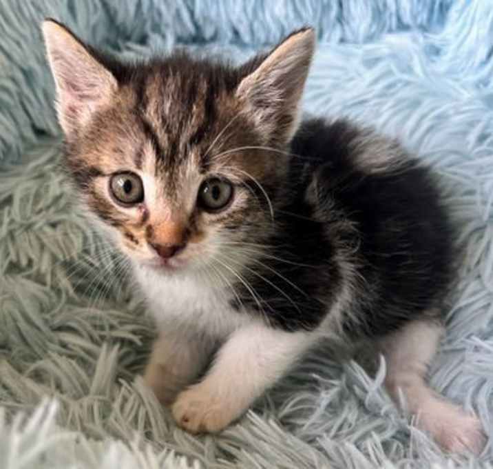 Photo of Dewey