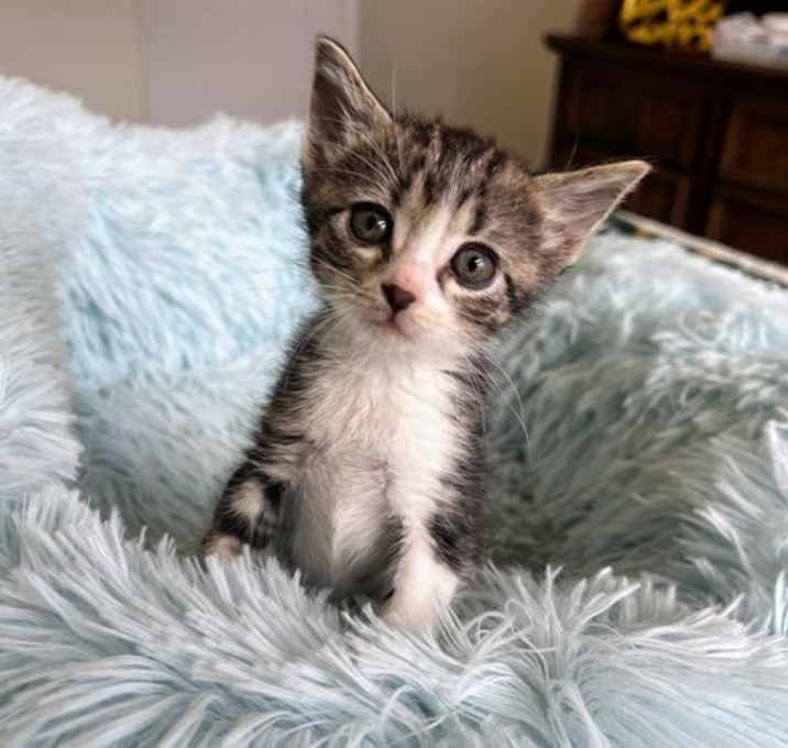Photo of Scooter