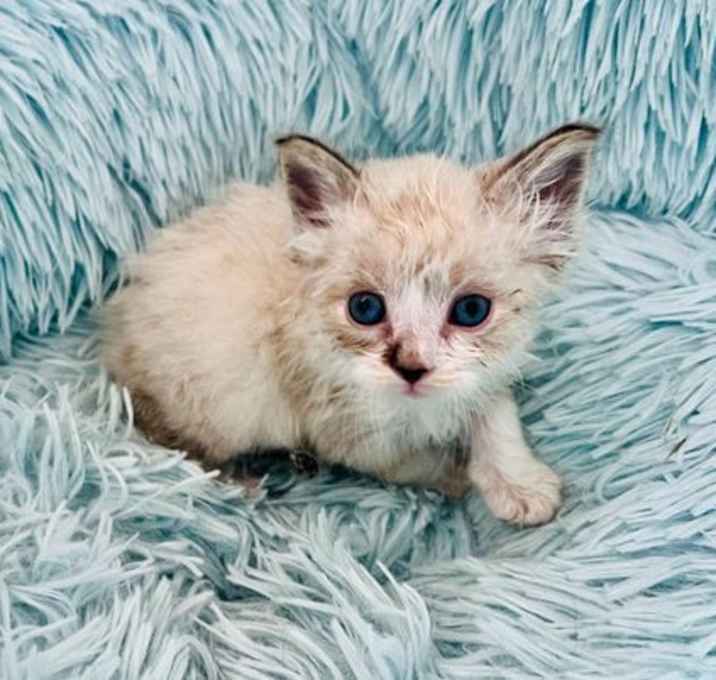Photo of Ollie