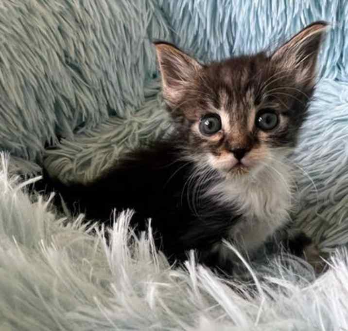 Photo of Ziggy