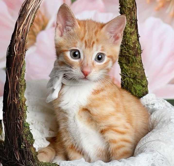 Photo of Marigold