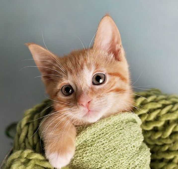 Photo of Copper